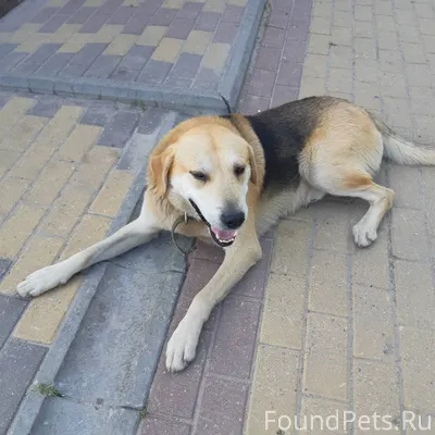 ‼ВНИМАНИЕ ‼ Пропала собака в р...