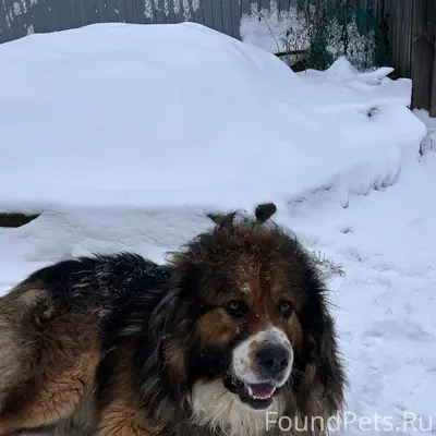 Пропала собака крупная кличка ...