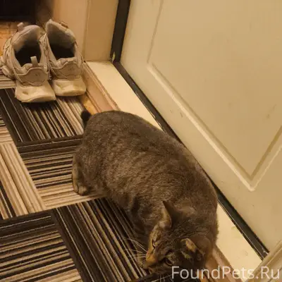 Найдена кошка в 42к-се. Ищем.....