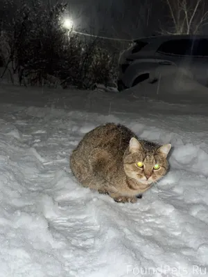 Найден кот возле дома ул. Туль...