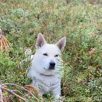 05.01 убежала собака на Яграх....