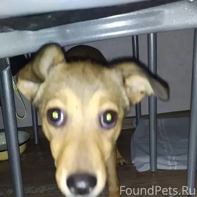 🆘🆘🆘 Друзья!!! В Рощино 1 на...