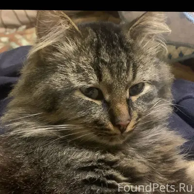 #Черныйсписок #Ржев ‼️ПРОПАЛ К...