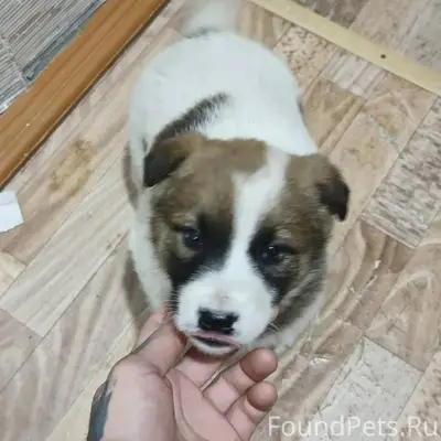 Найден щенок, видно что домашн...