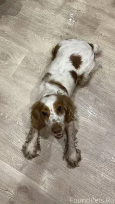 Бело-рыжый спаниель девочка найдена