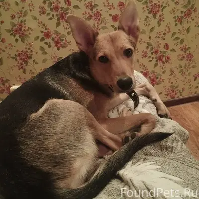 Найдена в подъезде собака, По ...