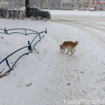 Потерялась собака,бегает около...