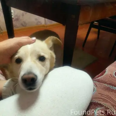 SOS!!! ПРОПАЛА СОБАКА КАМБРОД,...