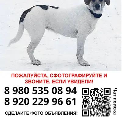 Пропала собака