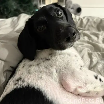 🙏🏻 Потерялась собака, кличка Б...