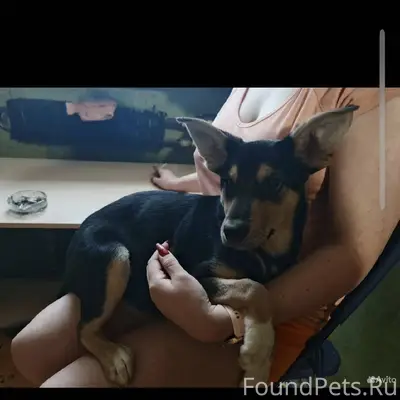 Найдена собачка, девочка, прим...
