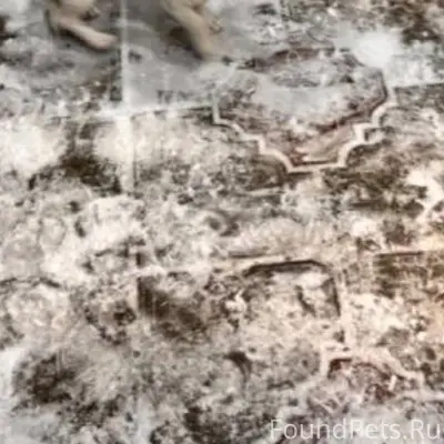 Пропала собака, помогите найти...