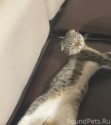 Пропал кот Борис перед Новым г...