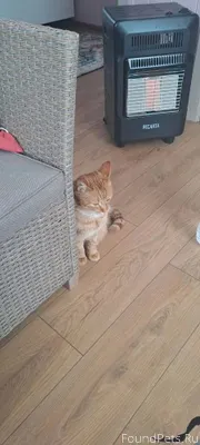 Вчера (06.01) пропал рыжий кот...