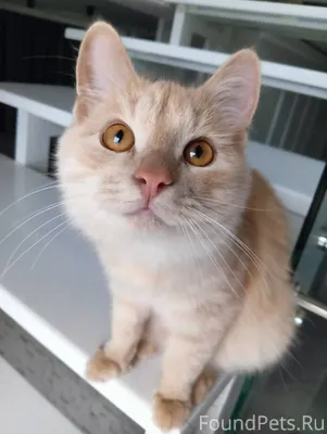 Пропал наш кот Персик на ул...
