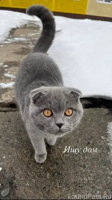 Среди бездомных котов около ул...