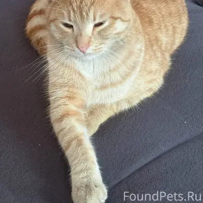 Пропал кот ул.Гагарина 11, ред...