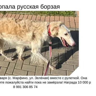 🆘🆘🆘 Необходимо придержать соба...