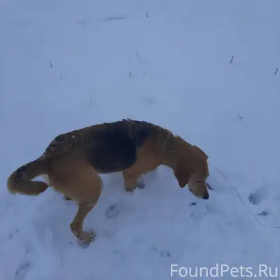 Пропали две гончие собаки. Воз...