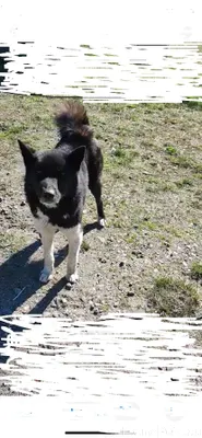 Убежал в Калининграде. Кто уви...