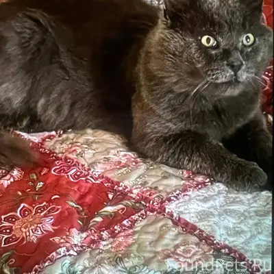 ПРОПАЛ КОТ!!! В районе Мурзицы...