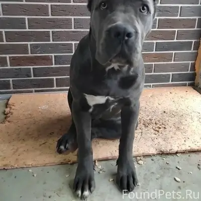 ❗ ПРОПАЛА СОБАКА ❗ Абинский ра...