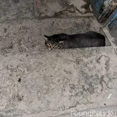 Добрый вечер Вчера найден кот,...