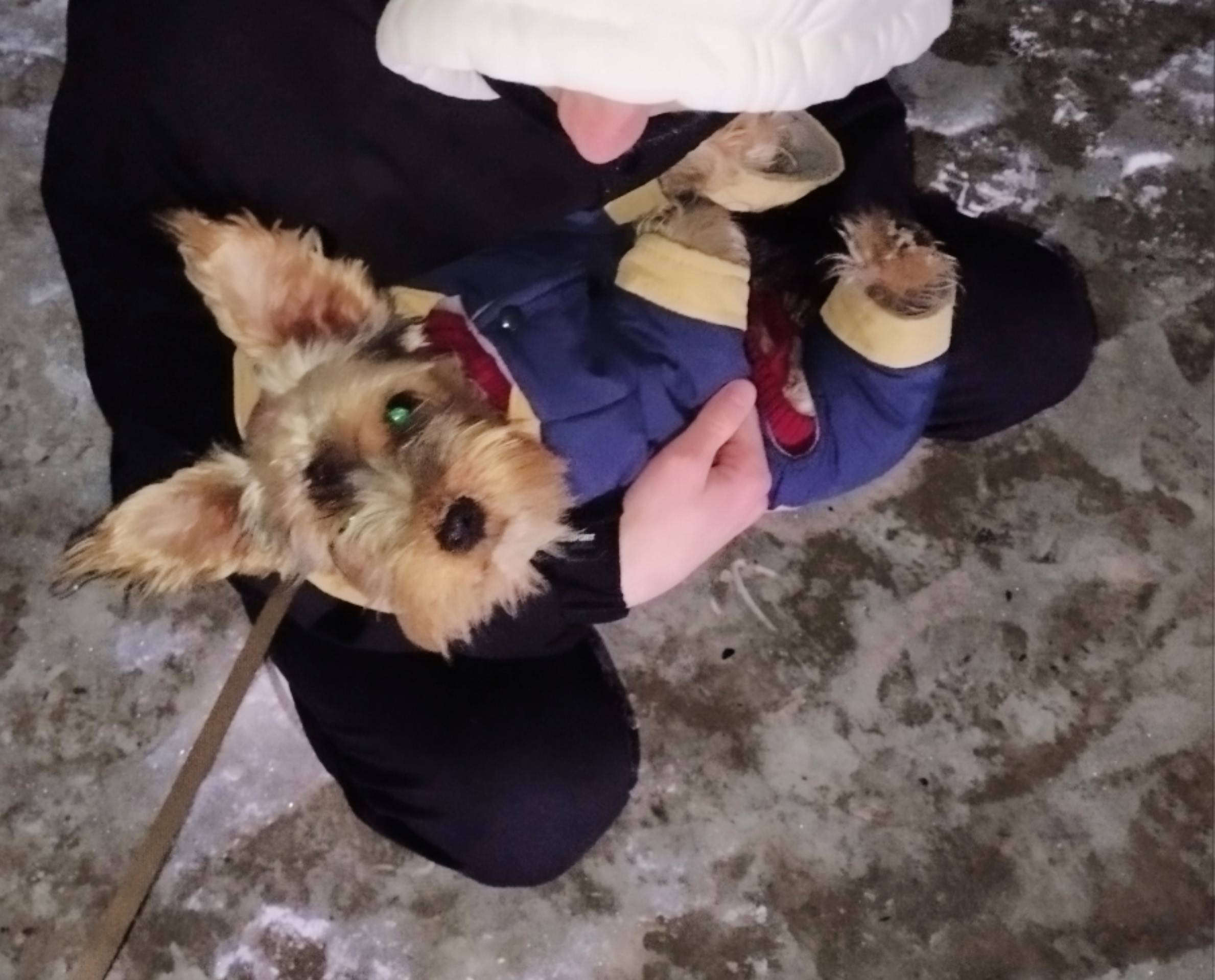 Пропала собака(порода Йоркширс...