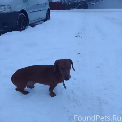 Кто собакена потерял на Молоде...