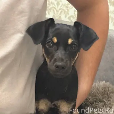 Всем здравствуйте,Найдена соба...