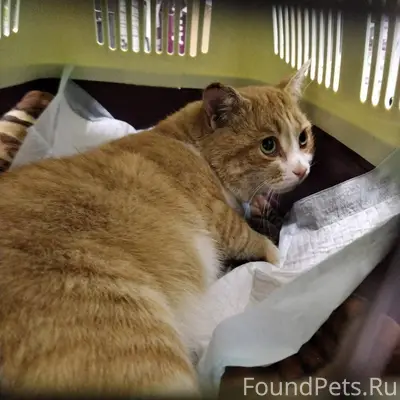 ПРОПАЛ КОТ! деревня Новопятниц...