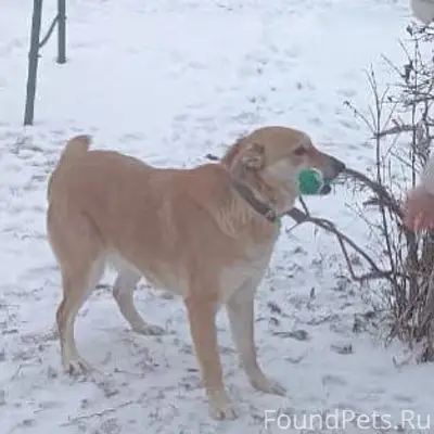 Пропала рыжая собака, откликае...