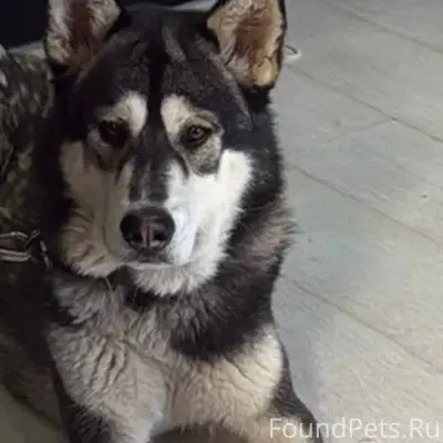 Пропала собака 🐕 по кличке ГРА...