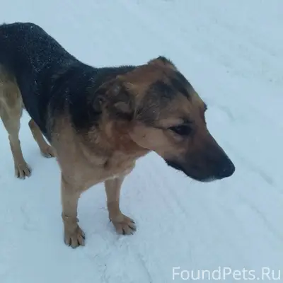 Собака с этого поста https://v...