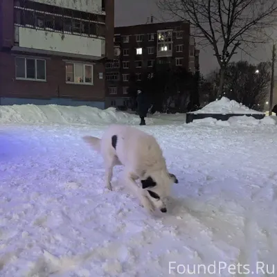 Кто потерял свою собаку? Ищет ...