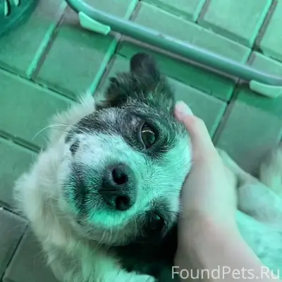 ПРОПАЛА СОБАКА, по кличке Тося...