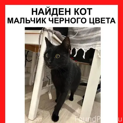Срочный поиск хозяина!!! Помог...