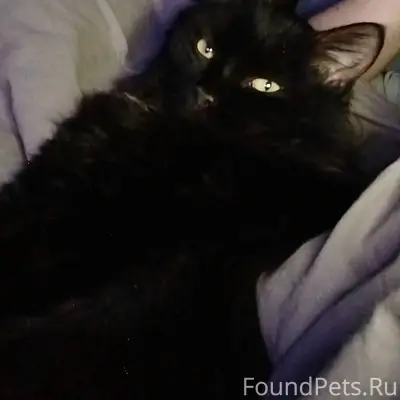 ПОМОГИТЕ НАЙТИ КОТА. Пропал ко...