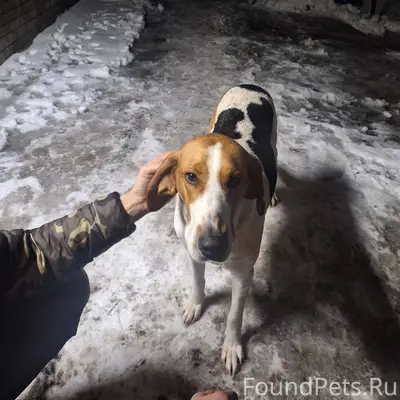 Прибились собаки в село Успенк...
