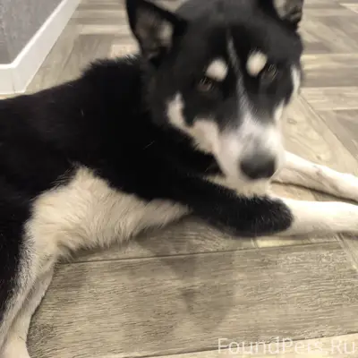 Найдена собака очень красивая ...