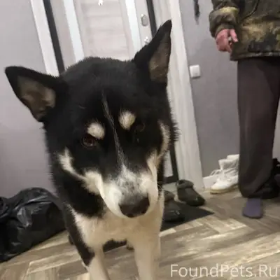 Найдена собака хаски в седьмом...