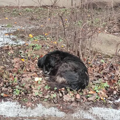 Кто потерял собаку???? Прибила...