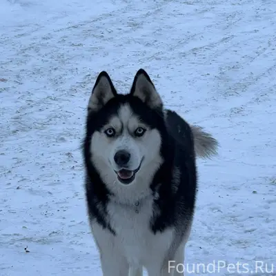 ПОМОГИТЕ НАЙТИ ХОЗЯИНА Сегодня...