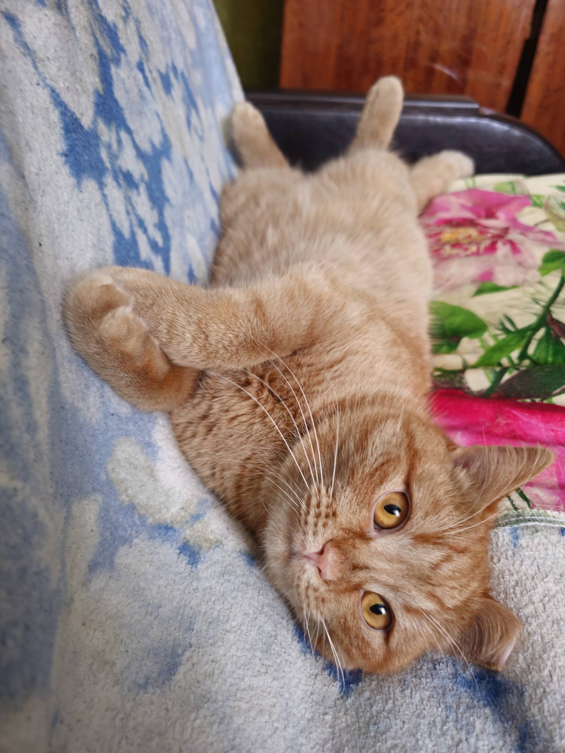 Пропал кот в районе улицы Садо...