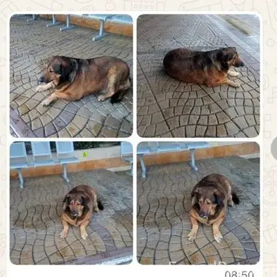 Пропала собака район ул. Фабри...