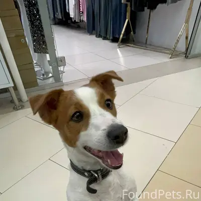 Найдена собака, находится на п...