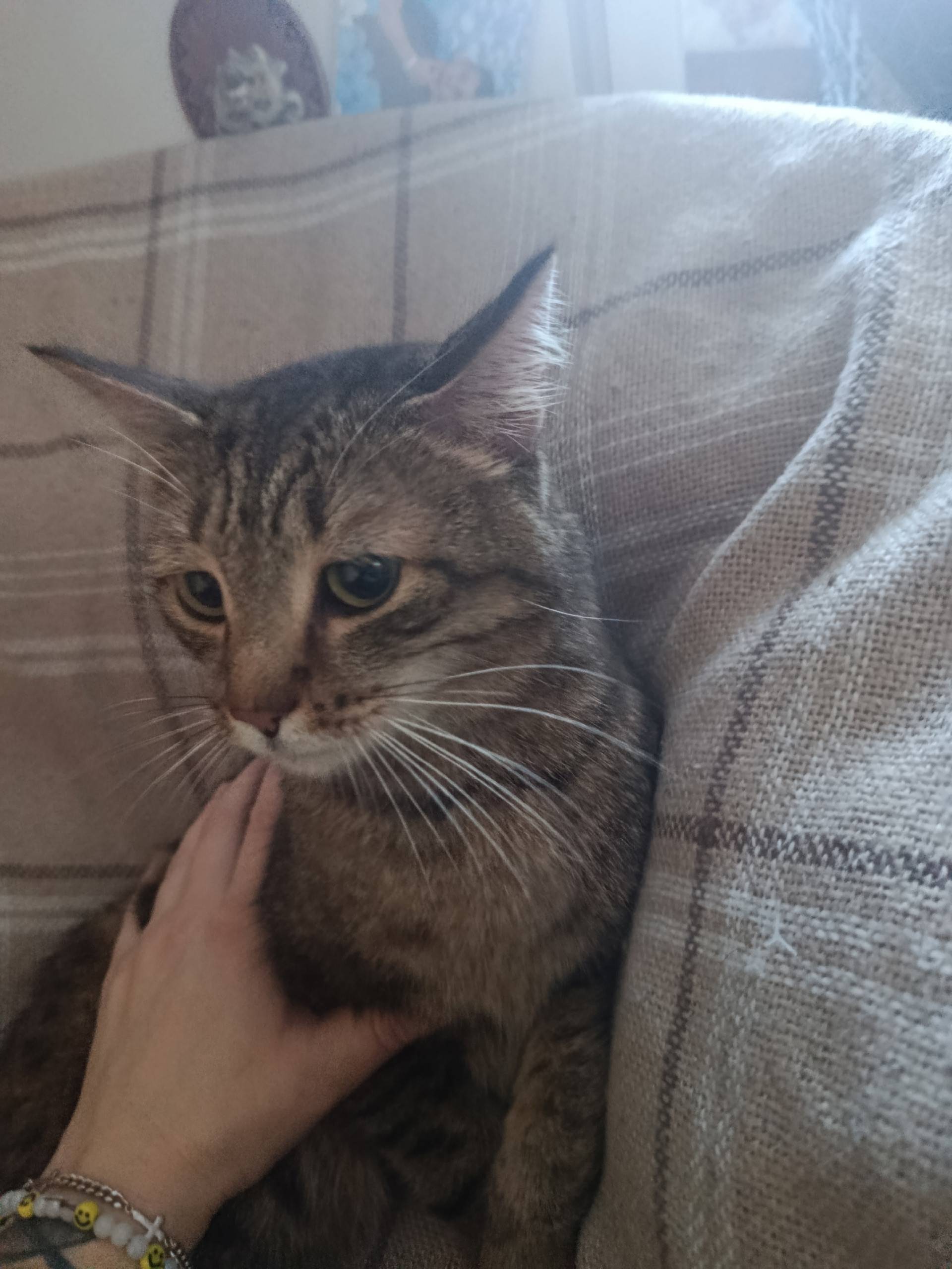 🏠Найден котик, молоденький, чи...