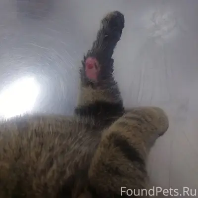 🔰В группе новый кот и сразу...