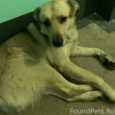 Мурманск. Кто потерял? https:/...