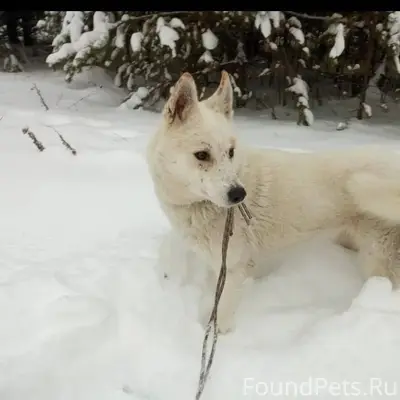 Срочно! Репост. Потерялась соб...